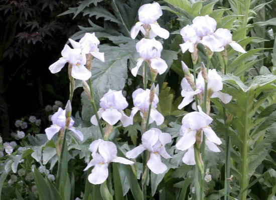 Fleurs blanches 9.jpg